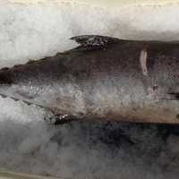 Escolar Fish - Lepidocybium flavobrunneum