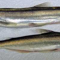 Eulachon - Thaleichthys pacificus