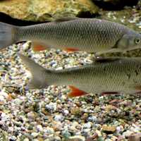 European Chub - Squalius cephalus