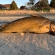 Fat Channel Catfish Wallowing in its defeat