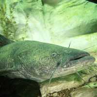 Flathead Catfish - Pylodictis olivaris