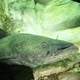 Flathead Catfish - Pylodictis olivaris