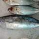 Frigate tuna-Auxis thazard fish