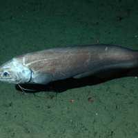 Giant Cusk-Eel - Spectrunculus grandis