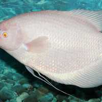 Giant Gourami - Osphronemus goramy