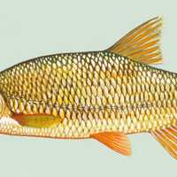 Golden Shiner - Notemigonus crysoleucas