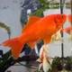 Goldfish - Carassius auratus