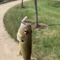 Green Sunfish hooked on fake worms