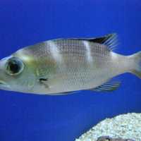 Humpnose big-eye bream - Monotaxis grandoculis