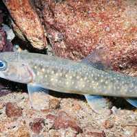 Juvenile bull trout -- Salvelinus confluentus