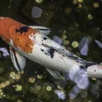 Koi Fish Swimming in Indoor Pond