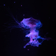 Large Glowing Jellyfish
