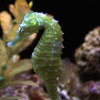 Lined Seahorse