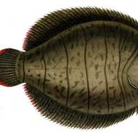 Lined Sole - Achirus lineatus