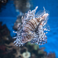 Lionfish swimming in the Aquarium