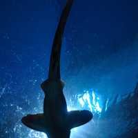 Looking at a shark from underneath 
