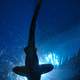 Looking at a shark from underneath 