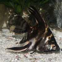 Marble angelfish - Pterophyllum scalare