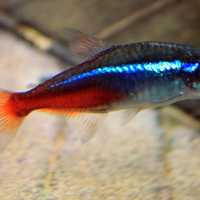 Neon Tetra