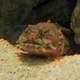 Orange Toadfish