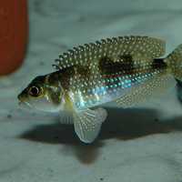 Pearly Ocellatus - Lamprologus stappersi