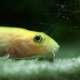 Pond Loach fish - Misgurnus anguillicaudatus