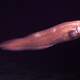 Pudgy cusk-eel - Spectrunculus grandis