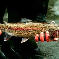 Rainbow Trout - Oncorhynchus mykiss