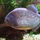 Red Bellied Piranha Pygocentrus nattereri