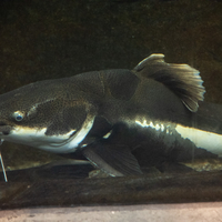 Red-Tailed Catfish on the bottom