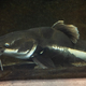 Red-Tailed Catfish on the bottom