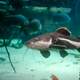 Red Tailed Catfish swimming in water -- Phractocephalus hemioliopterus