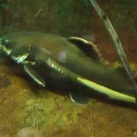 Red Tailed Catfish