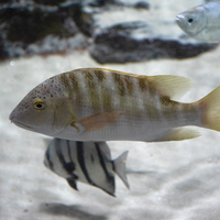 Sand Colored Fish in the tank