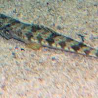 Sand Diver