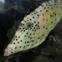 Scrawled Filefish 