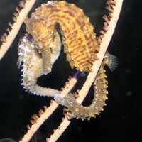 Sea Horse