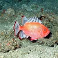 Short Bigeye Fish - Pristigenys alta