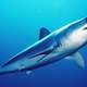 Shortfin Mako Shark - Isurus oxyrinchus