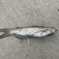 Small Channel Catfish