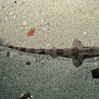 Small-spotted Catshark - Scyliorhinus canicula