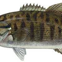 Smallmouth Bass - Micropterus dolomieu