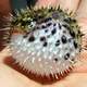 Spiny Pufferfish - Diodon holocanthus