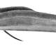 Spotted African Lungfish - Protopterus dolloi