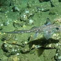 Spotted Ratfish - Hydrolagus colliei