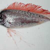 Spotted ribbonfish - Desmodema ploystictum