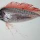 Spotted ribbonfish - Desmodema ploystictum