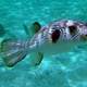 Striped Puffer - Arothron manilensis