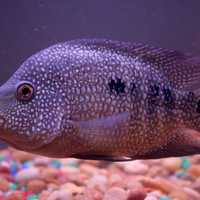 Texas Cichlid  - Herichthys cyanoguttatus