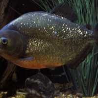 Red Bellied PIranha